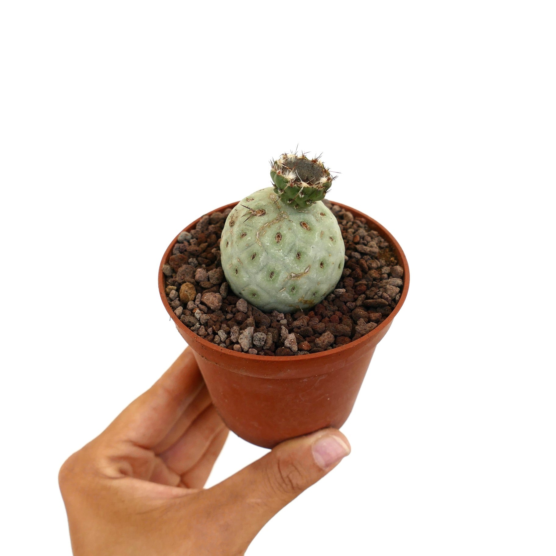 Tephrocactus geometricus cactus succulent rare avec des tiges vertes segmentées rondes et de petites épines