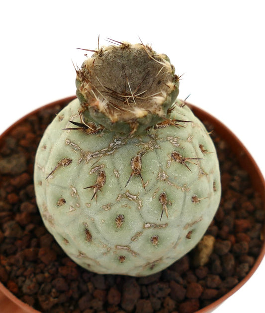 Tephrocactus geometricus rare succulent cactus with rounded segments and short spines in pot