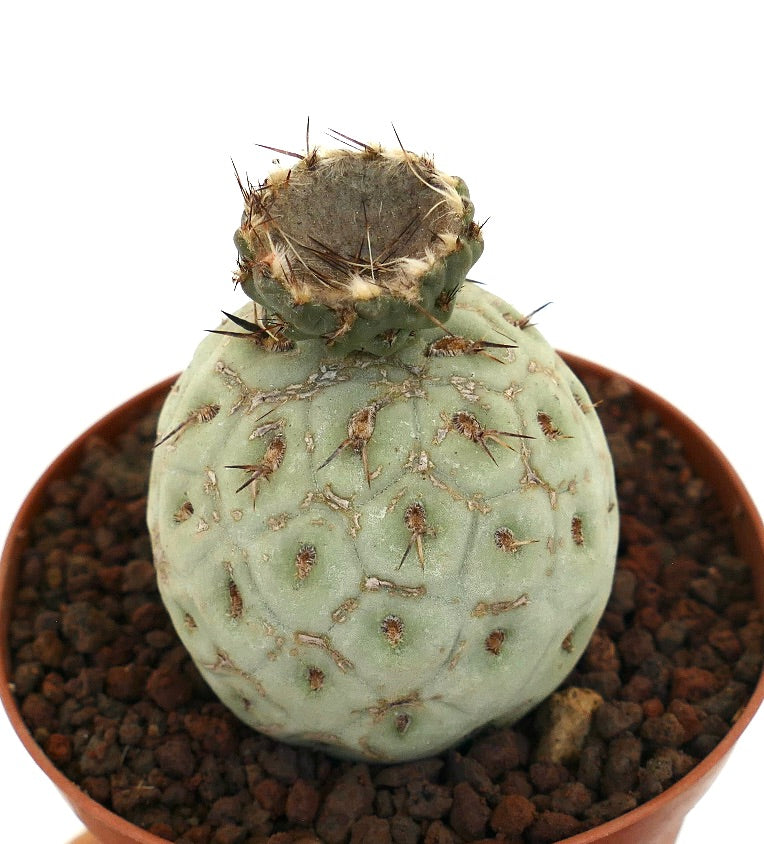 Tephrocactus geometricus rare succulent cactus with rounded segments and short spines in pot