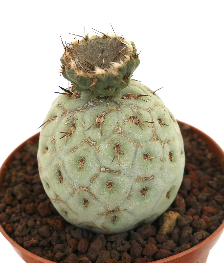 Tephrocactus geometricus rare succulent cactus with rounded segments and sparse spines in pot