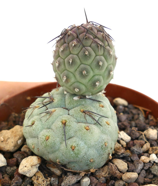 Tephrocactus geometricus BLACK SPINES