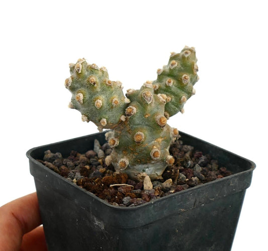 Tephrocactus molinensis