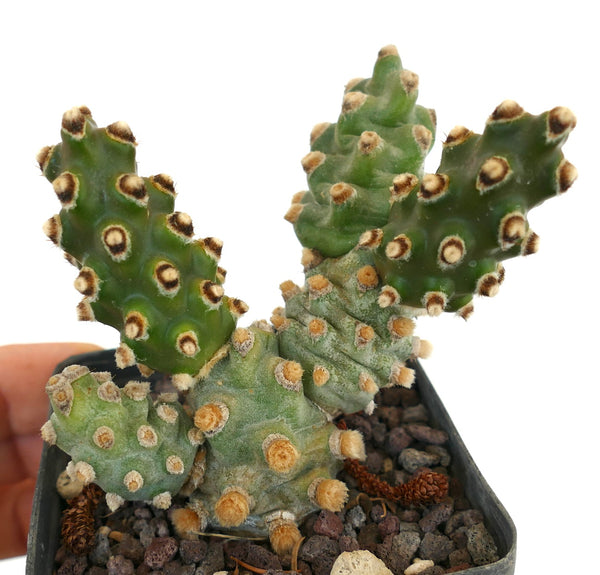 テフロカクタス　モリネンシス Tephrocactus molinensis テフロカクタス モリネンシス Tephrocactus molinensis - メルカリ