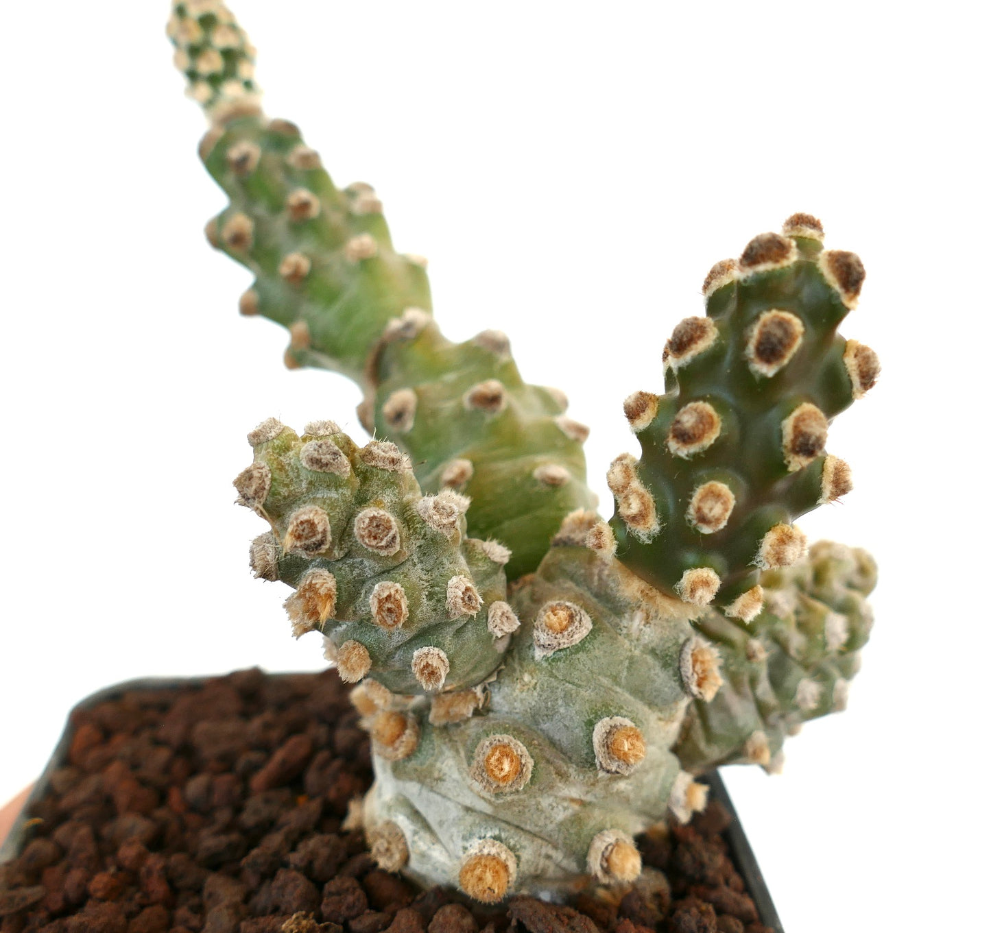 Tephrocactus molinensis