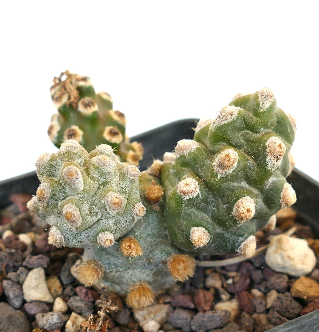 Tephrocactus molinensis