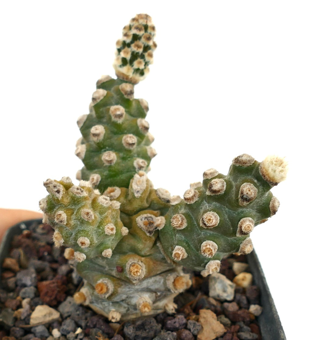 Tephrocactus molinensis