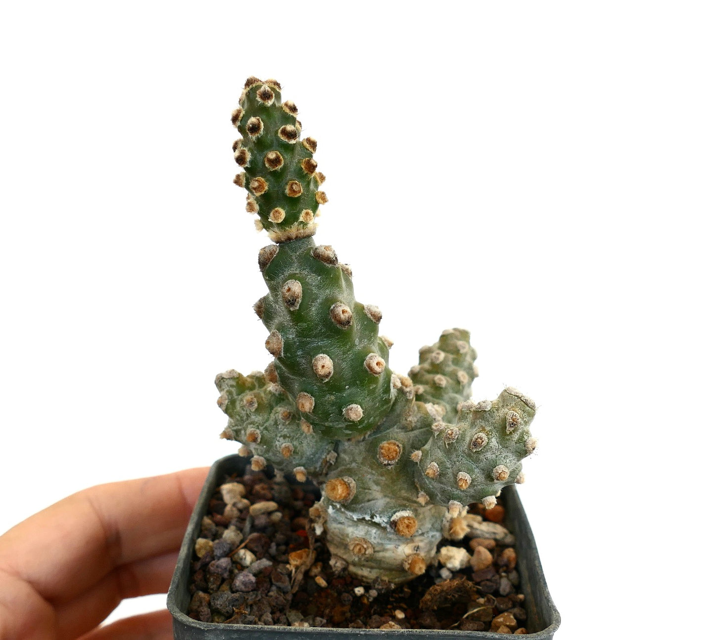 Tephrocactus molinensis