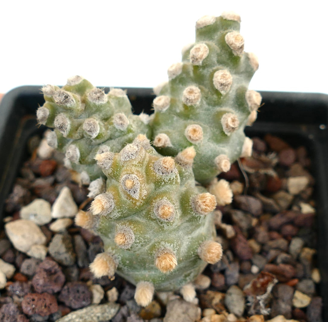 Tephrocactus molinensis