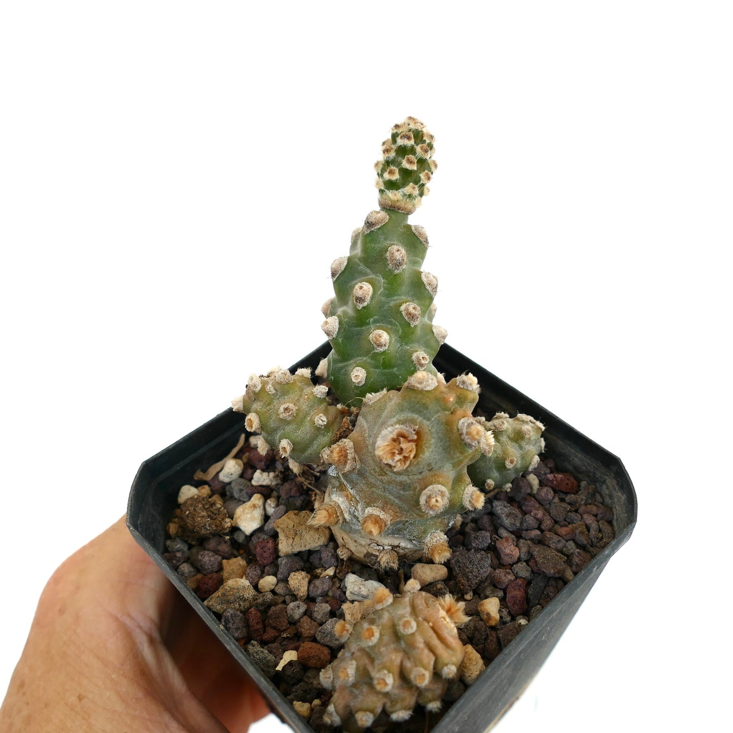 Tephrocactus molinensis