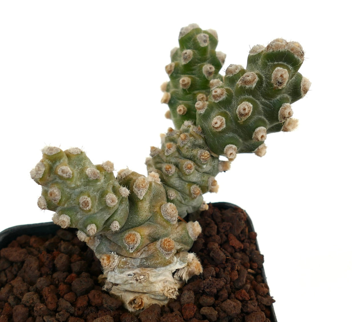 Tephrocactus molinensis