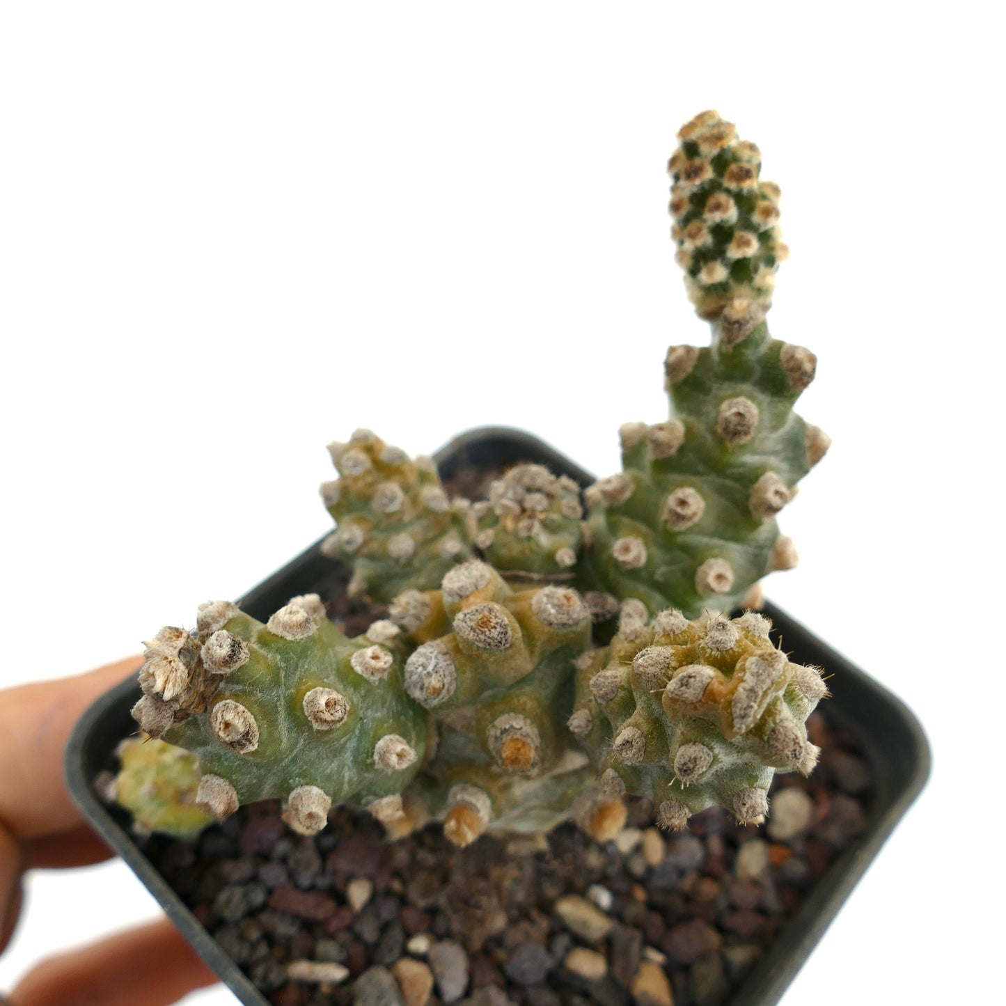 Tephrocactus molinensis