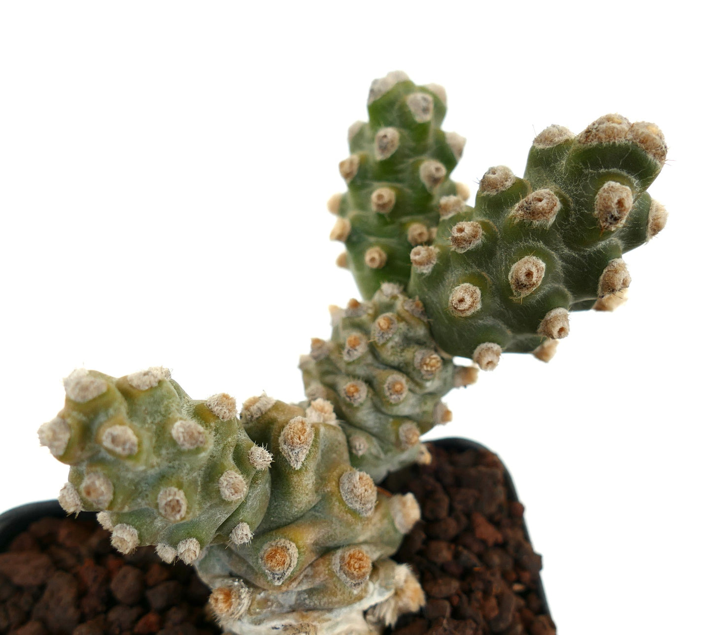 Tephrocactus molinensis