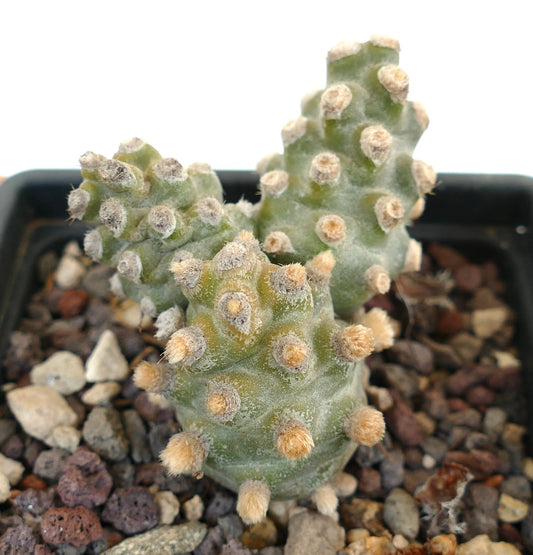 Tephrocactus molinensis