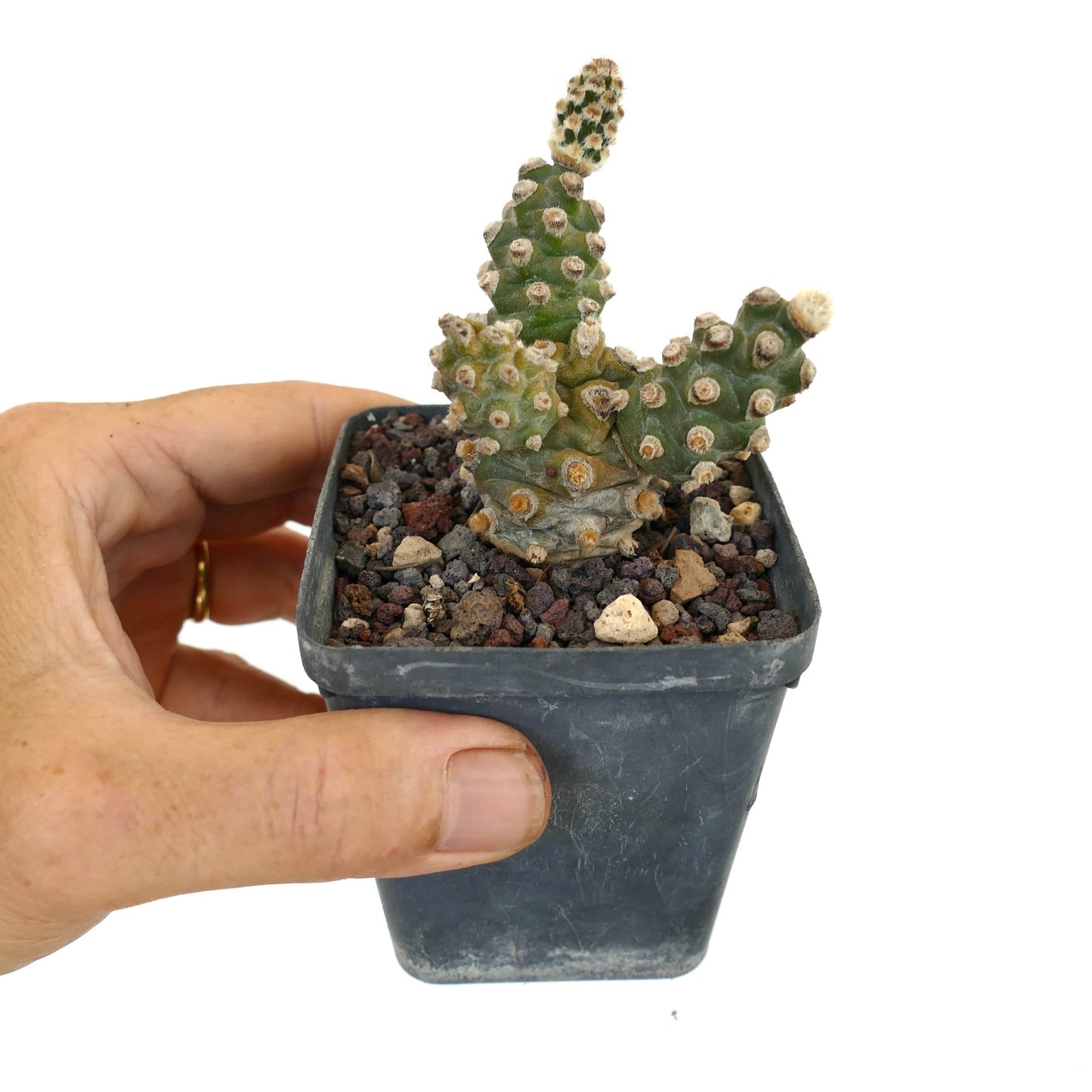 Tephrocactus molinensis