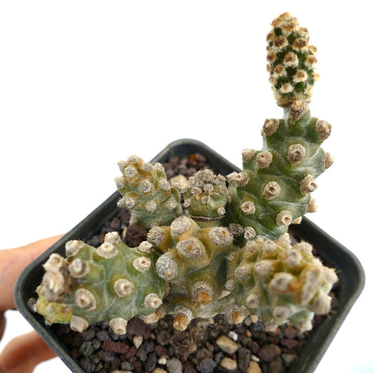 Tephrocactus molinensis