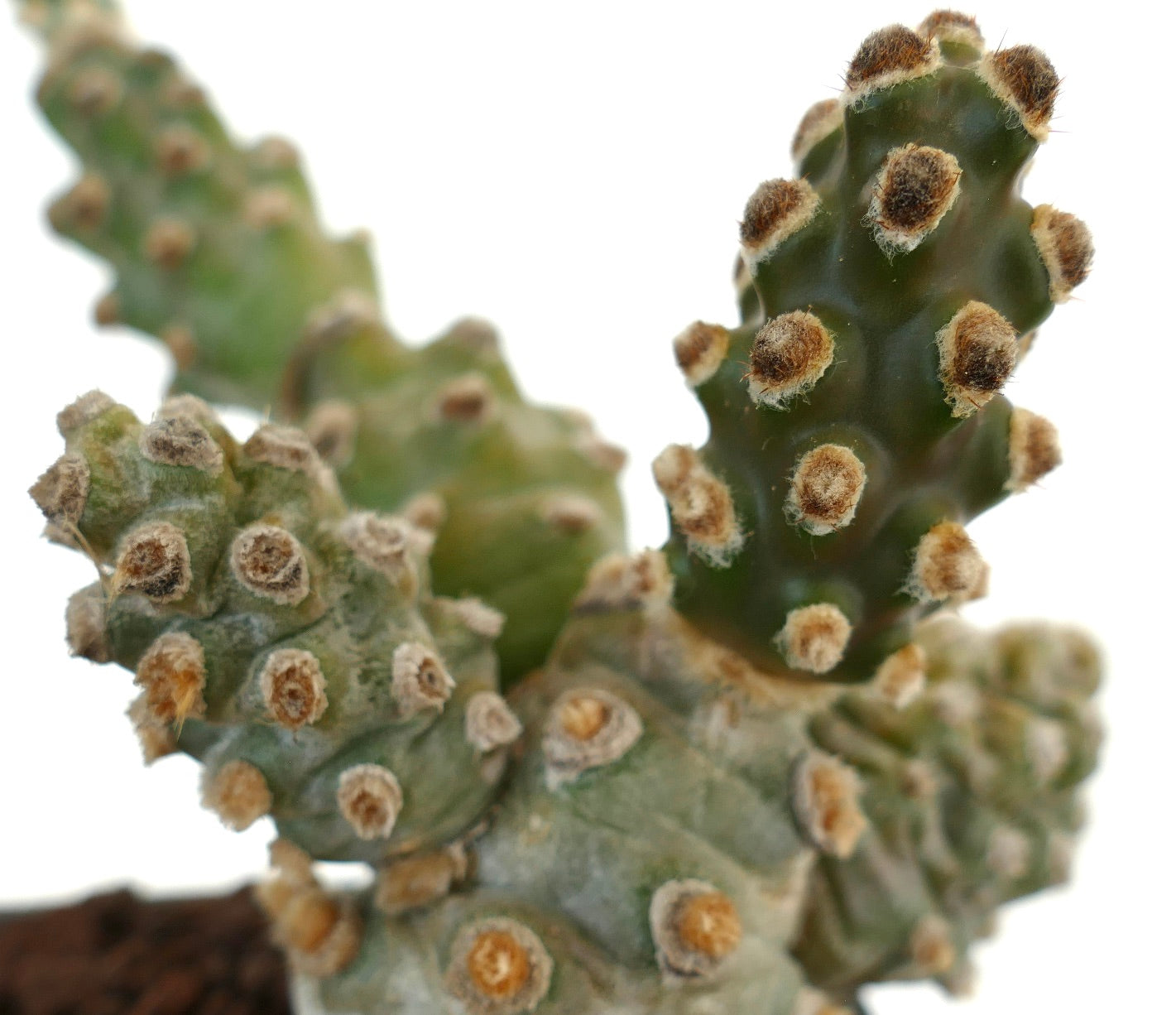 Tephrocactus molinensis