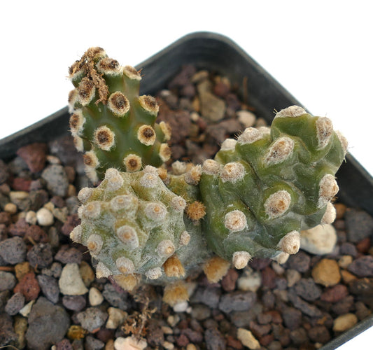 Tephrocactus molinensis