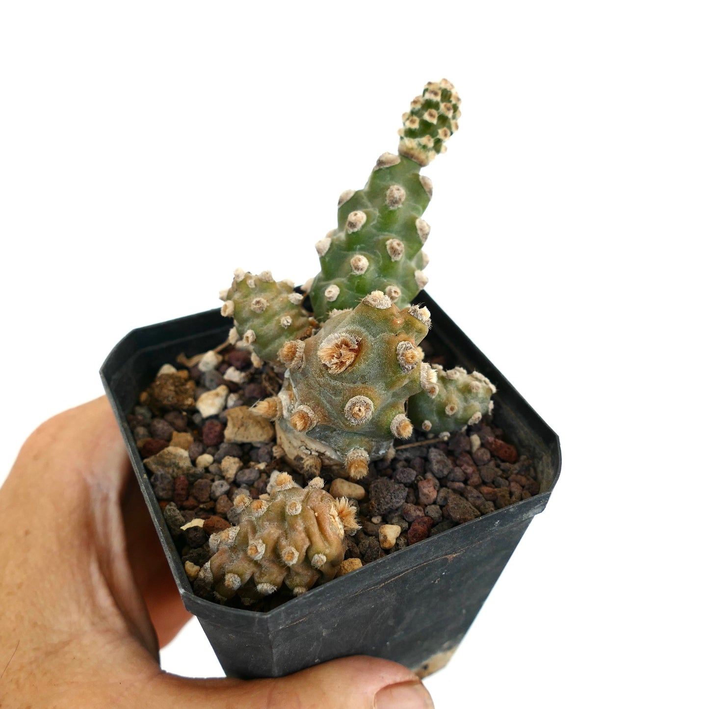 Tephrocactus molinensis