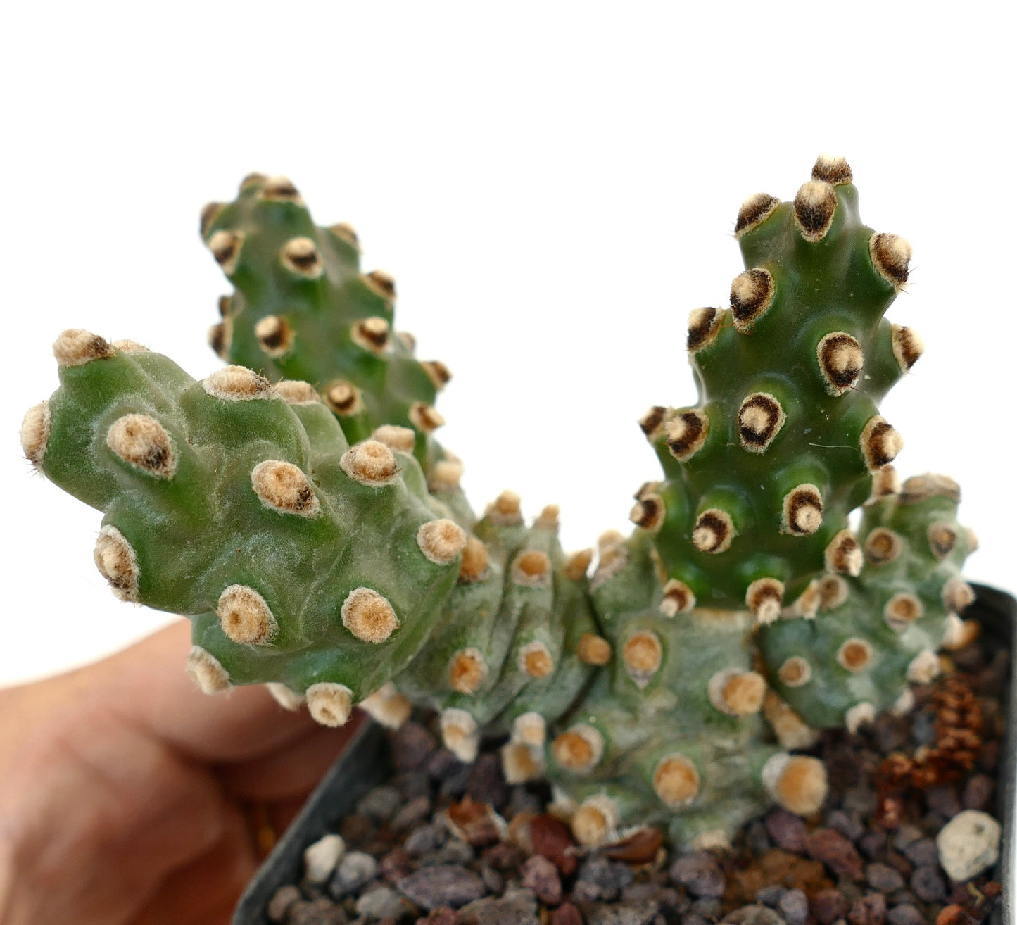 Tephrocactus molinensis