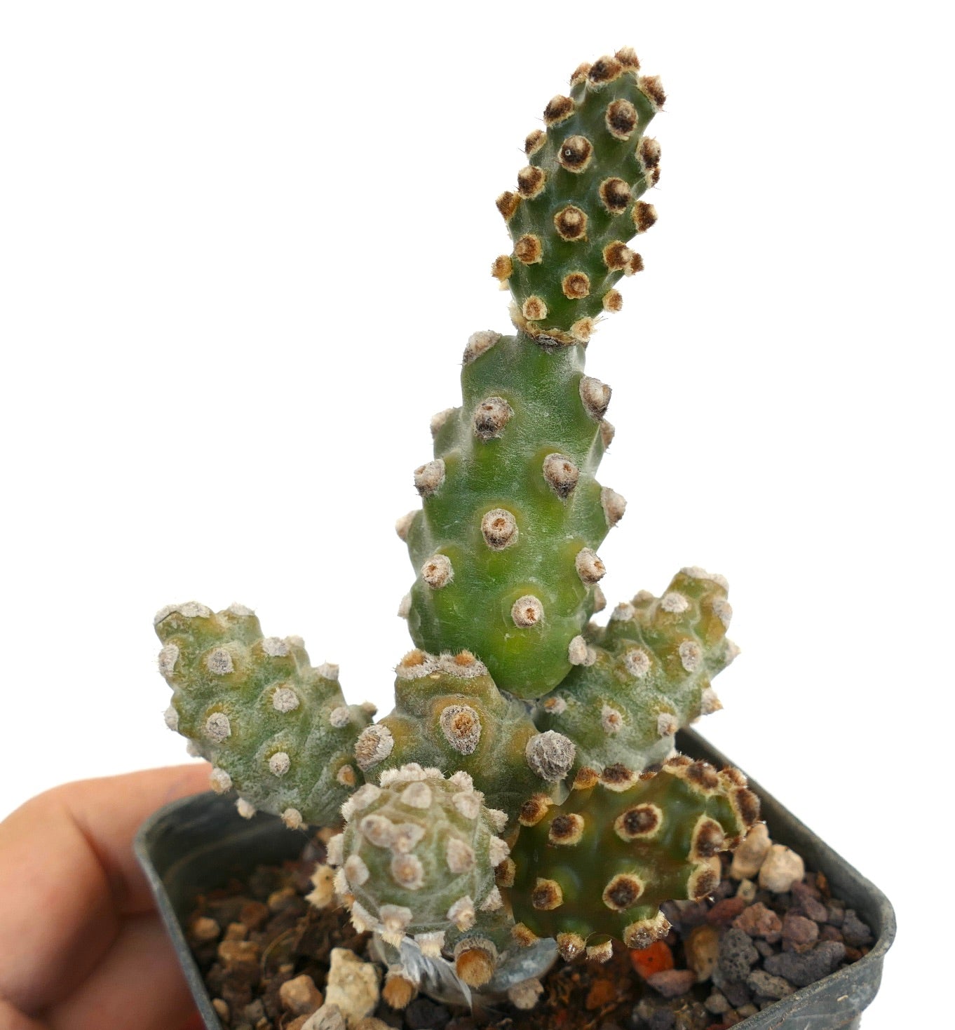 Tephrocactus molinensis