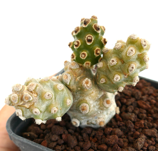 Tephrocactus molinensis