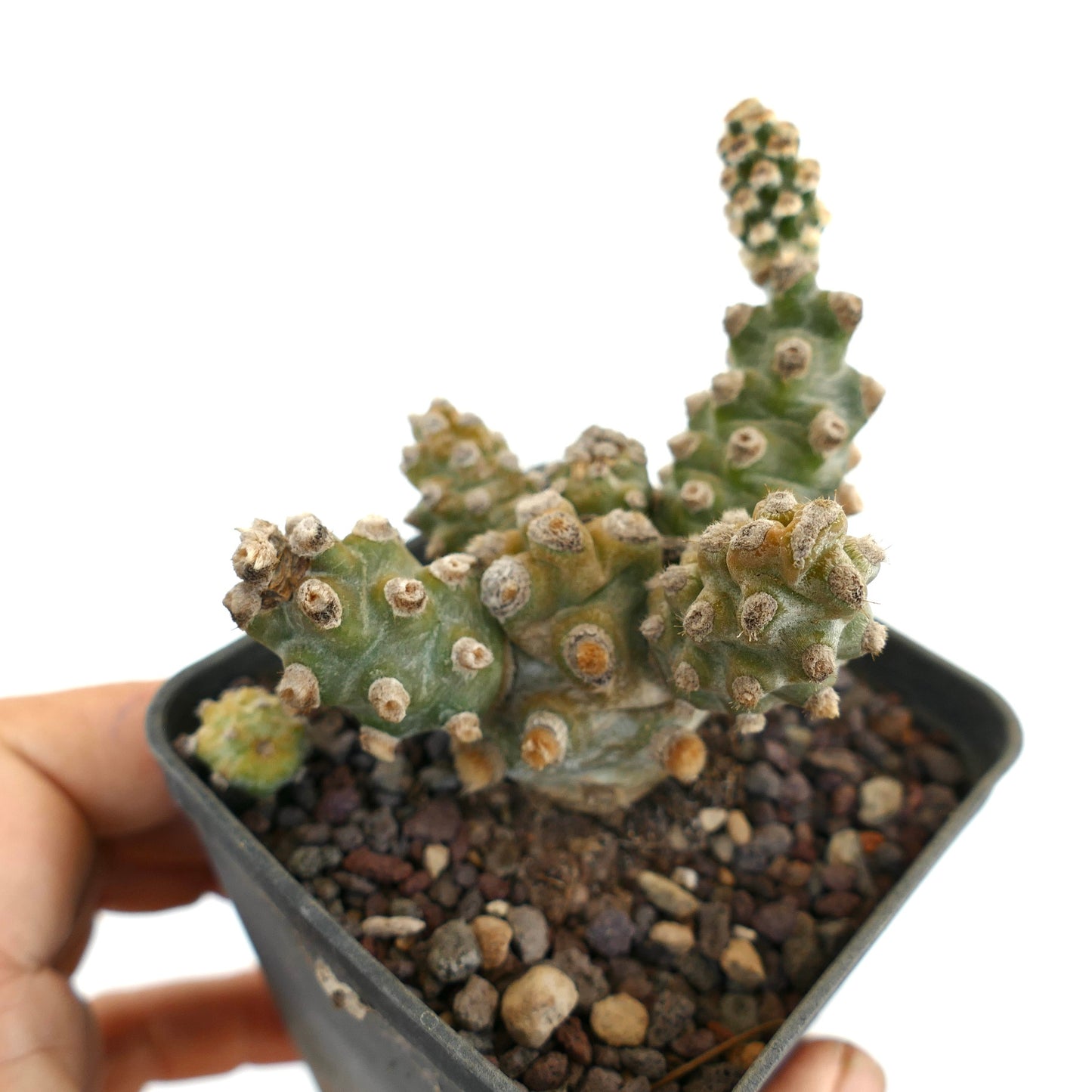 Tephrocactus molinensis