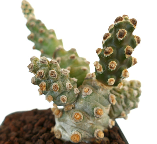 Tephrocactus molinensis