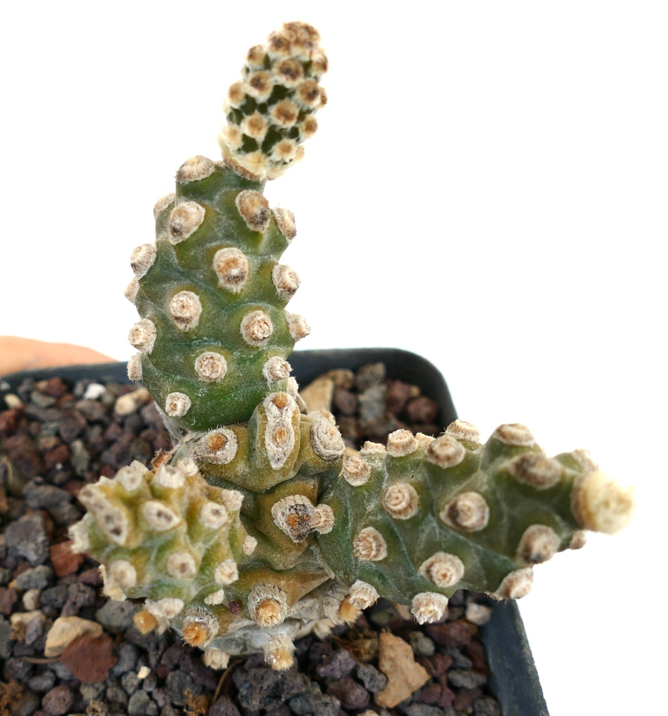 Tephrocactus molinensis