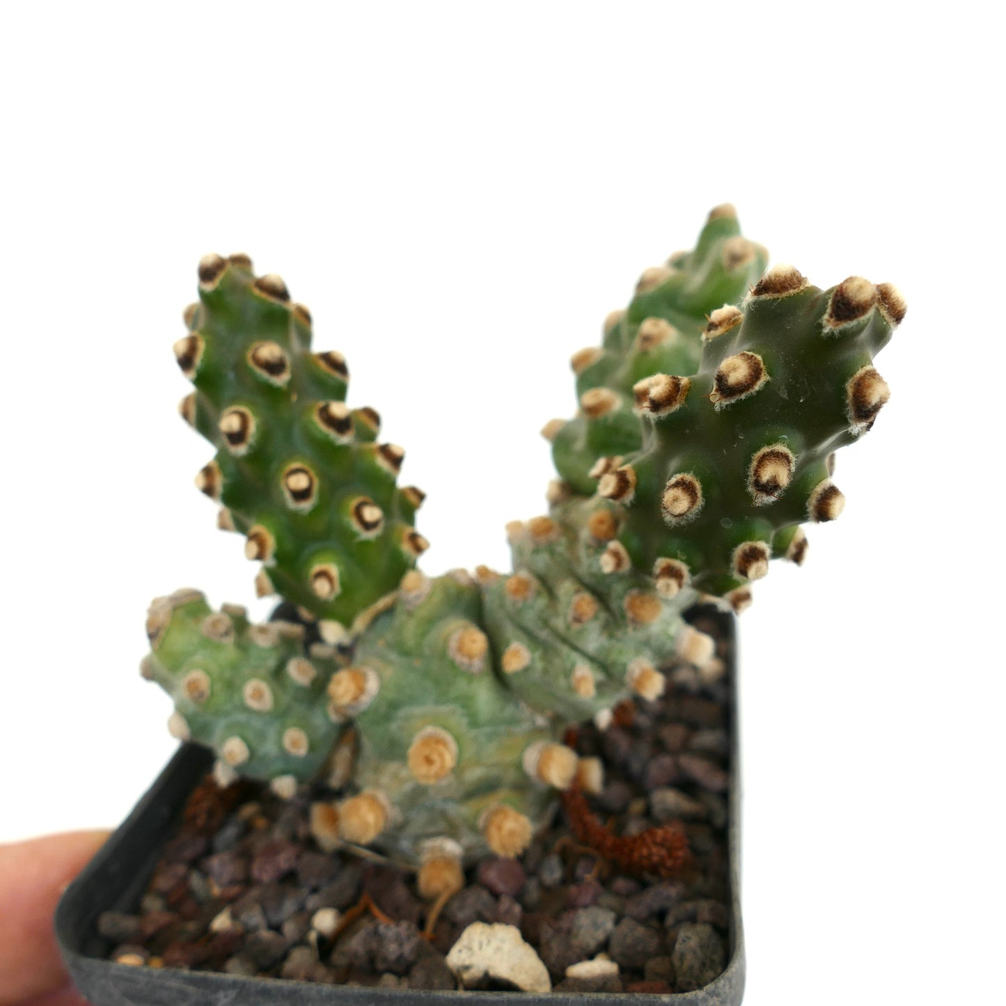 Tephrocactus molinensis