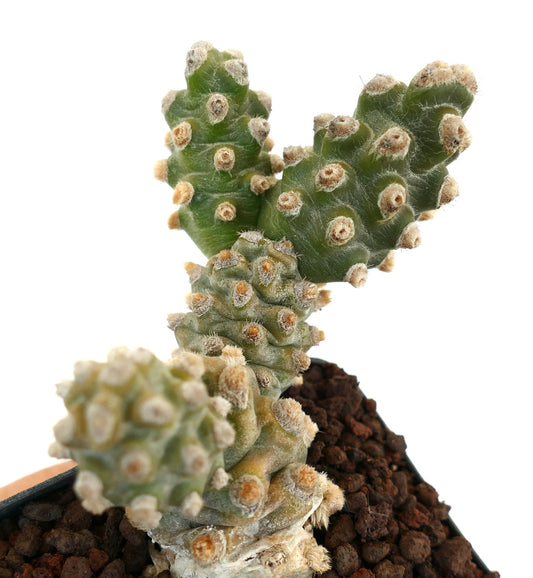 Tephrocactus molinensis