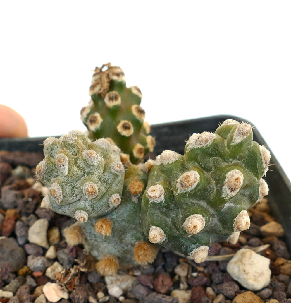 Tephrocactus molinensis