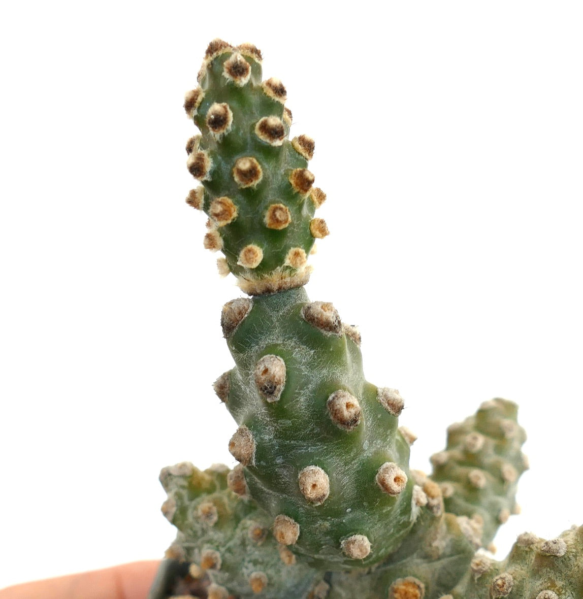 Tephrocactus molinensis