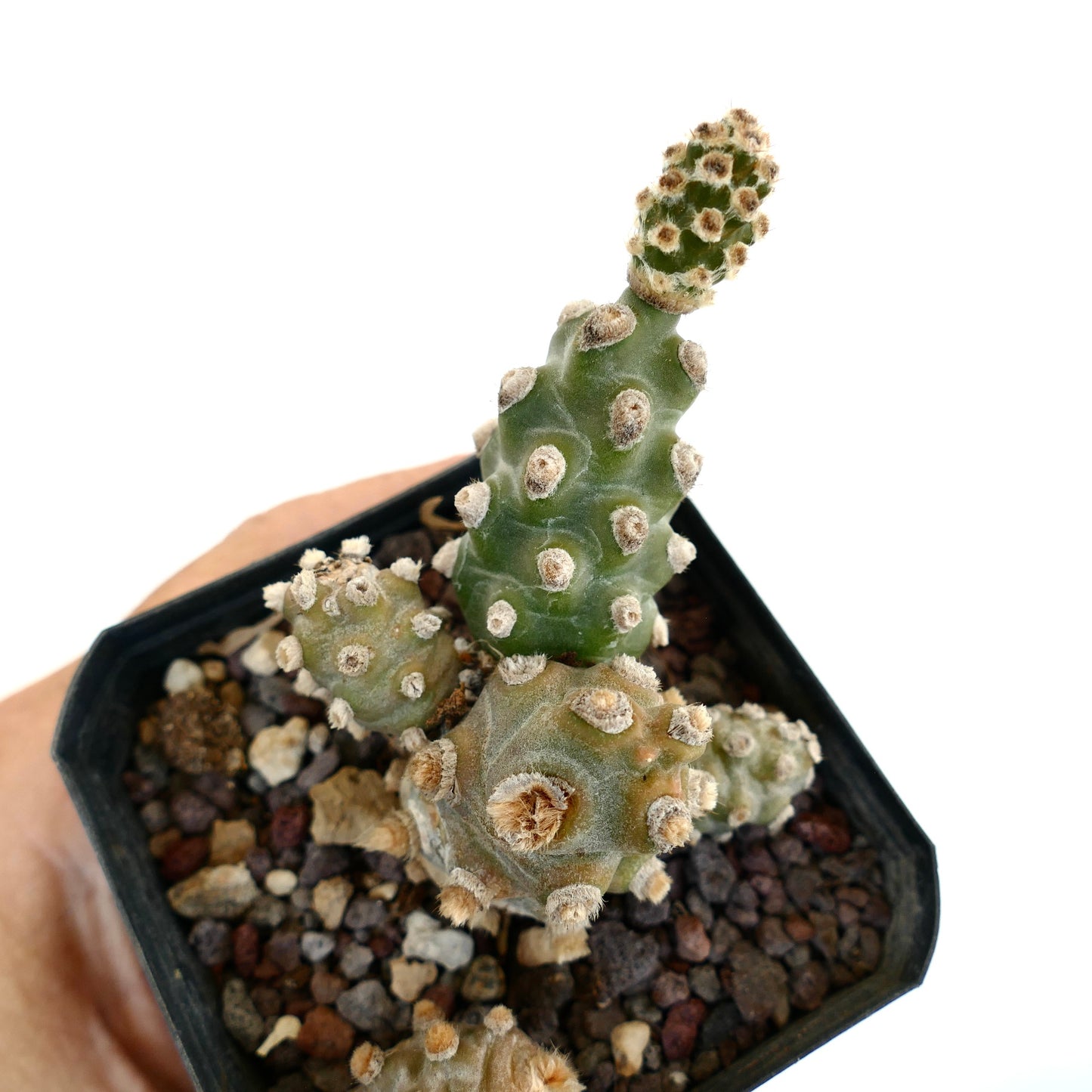 Tephrocactus molinensis