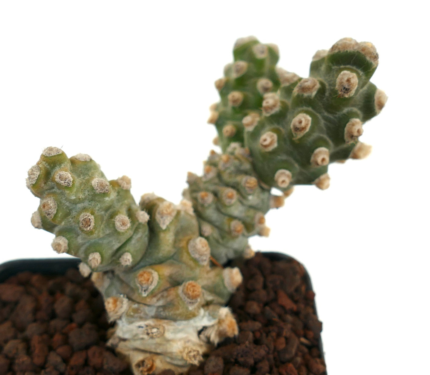 Tephrocactus molinensis