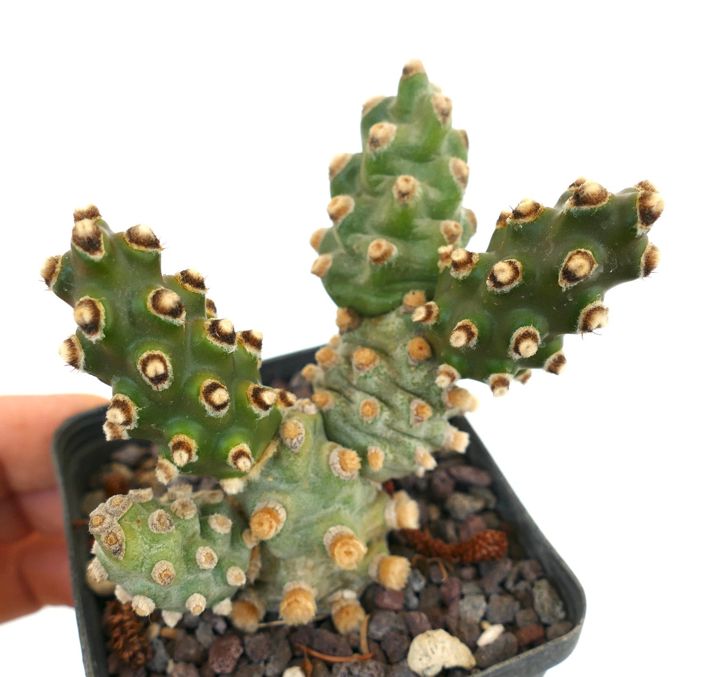 Tephrocactus molinensis