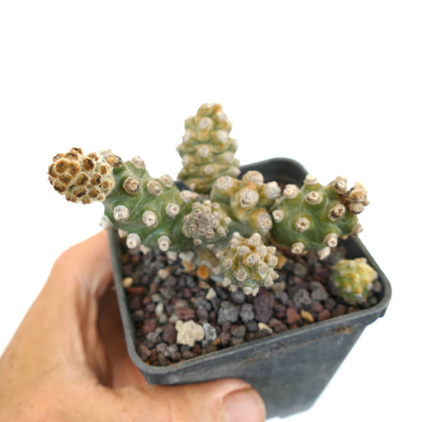 Tephrocactus molinensis