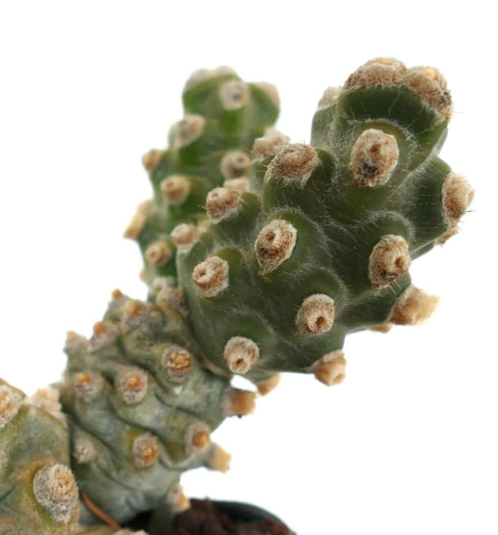 Tephrocactus molinensis