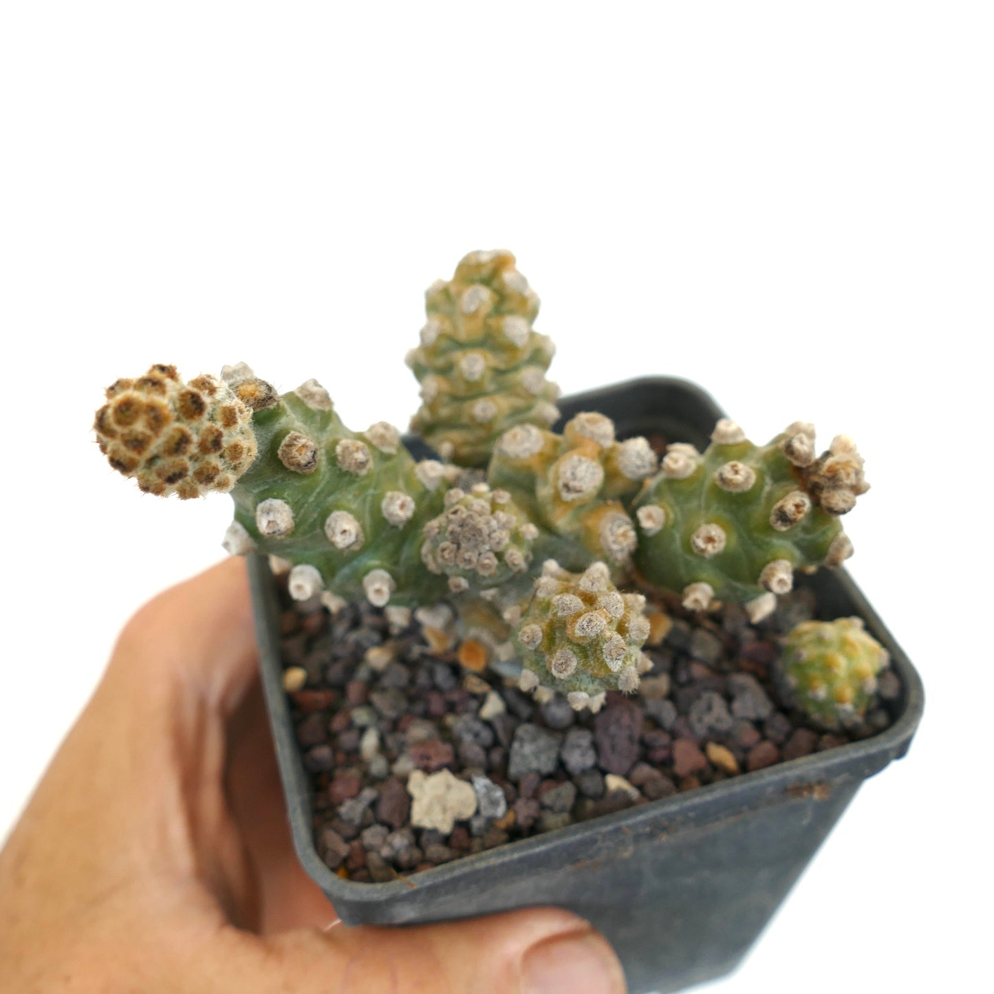 Tephrocactus molinensis