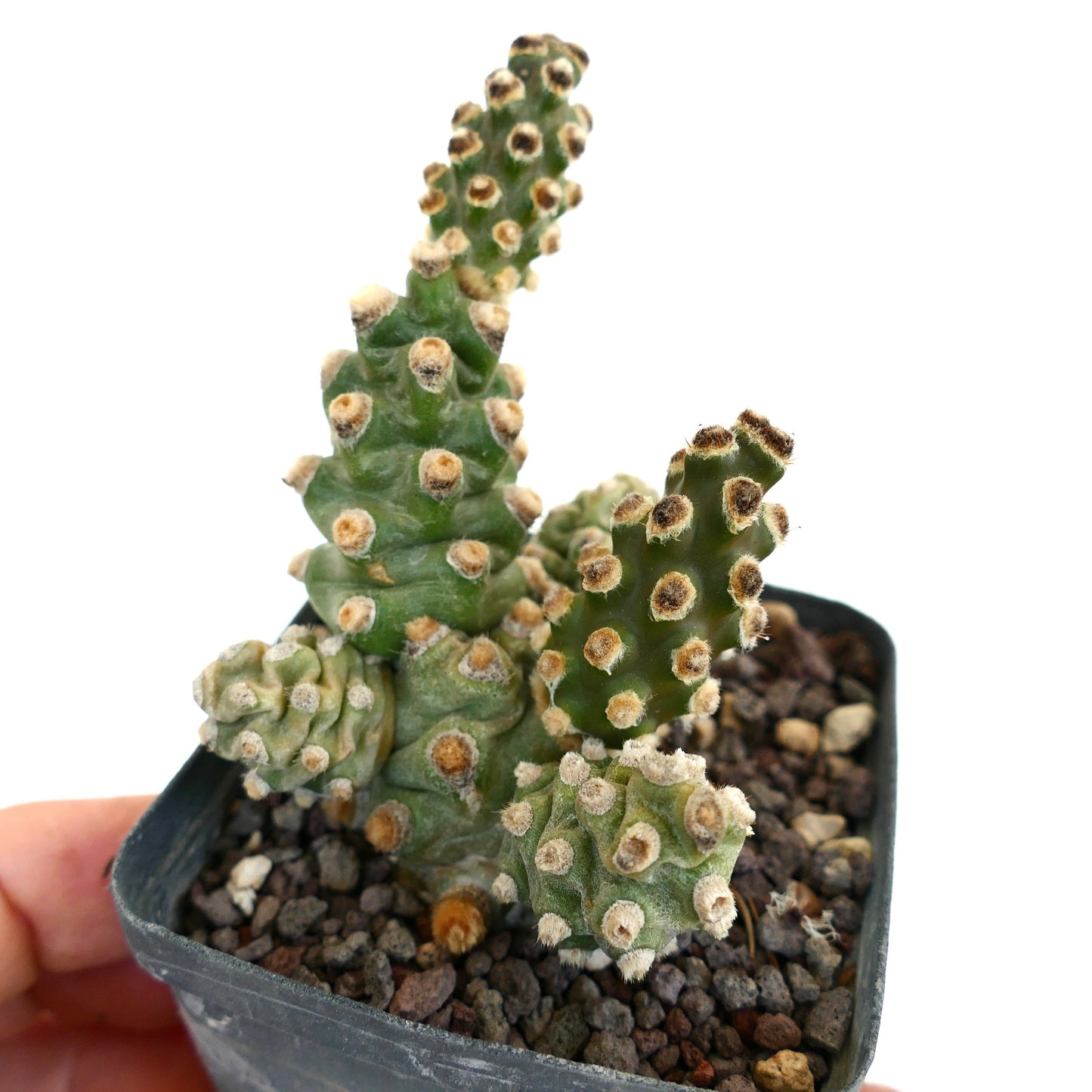 Tephrocactus molinensis