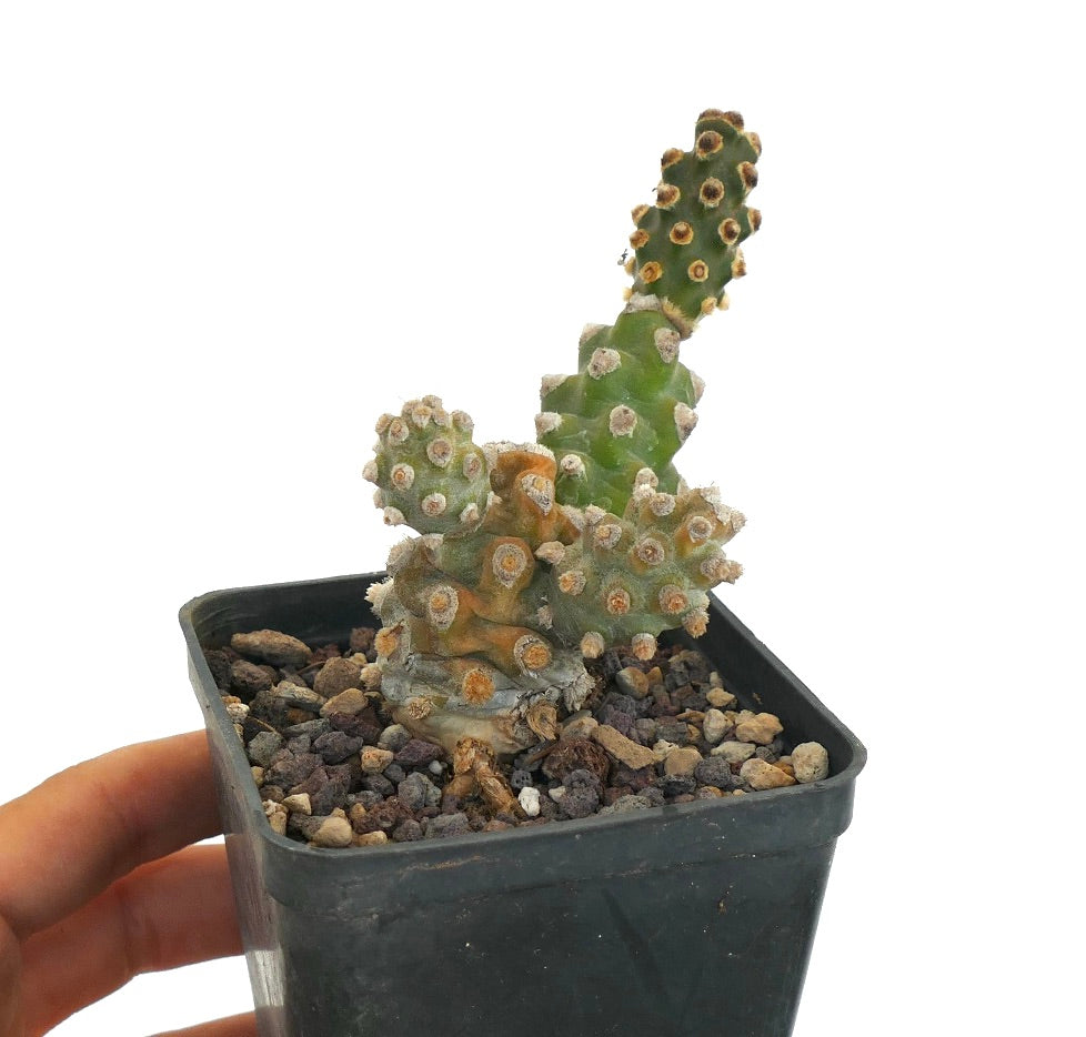 Tephrocactus molinensis