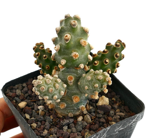 Tephrocactus molinensis