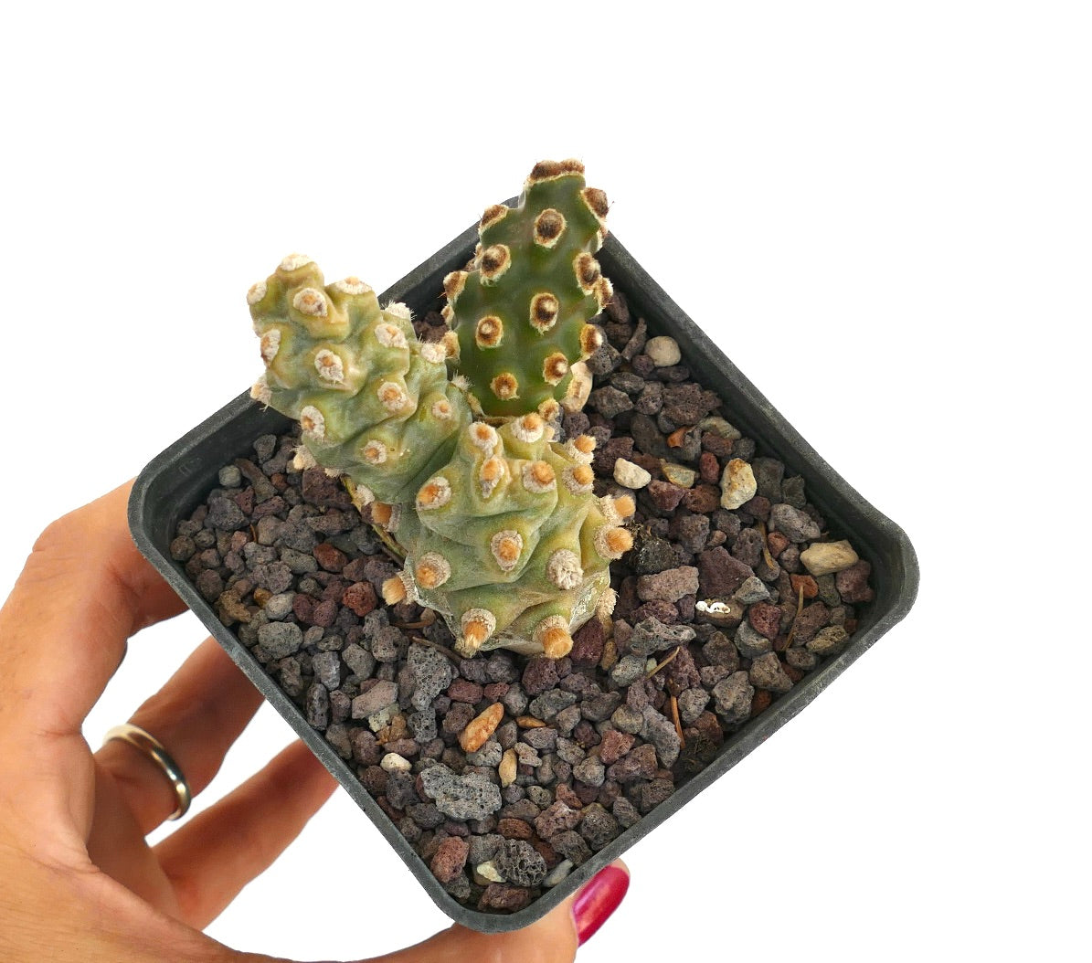 Tephrocactus molinensis