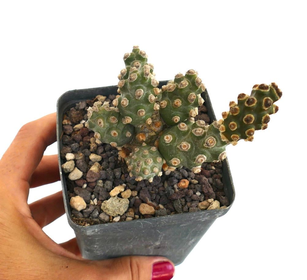 Tephrocactus molinensis