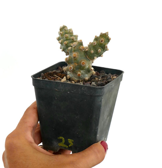 Tephrocactus molinensis