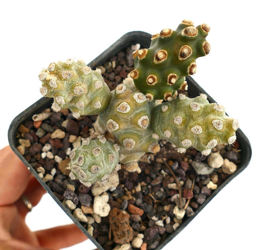 Tephrocactus molinensis