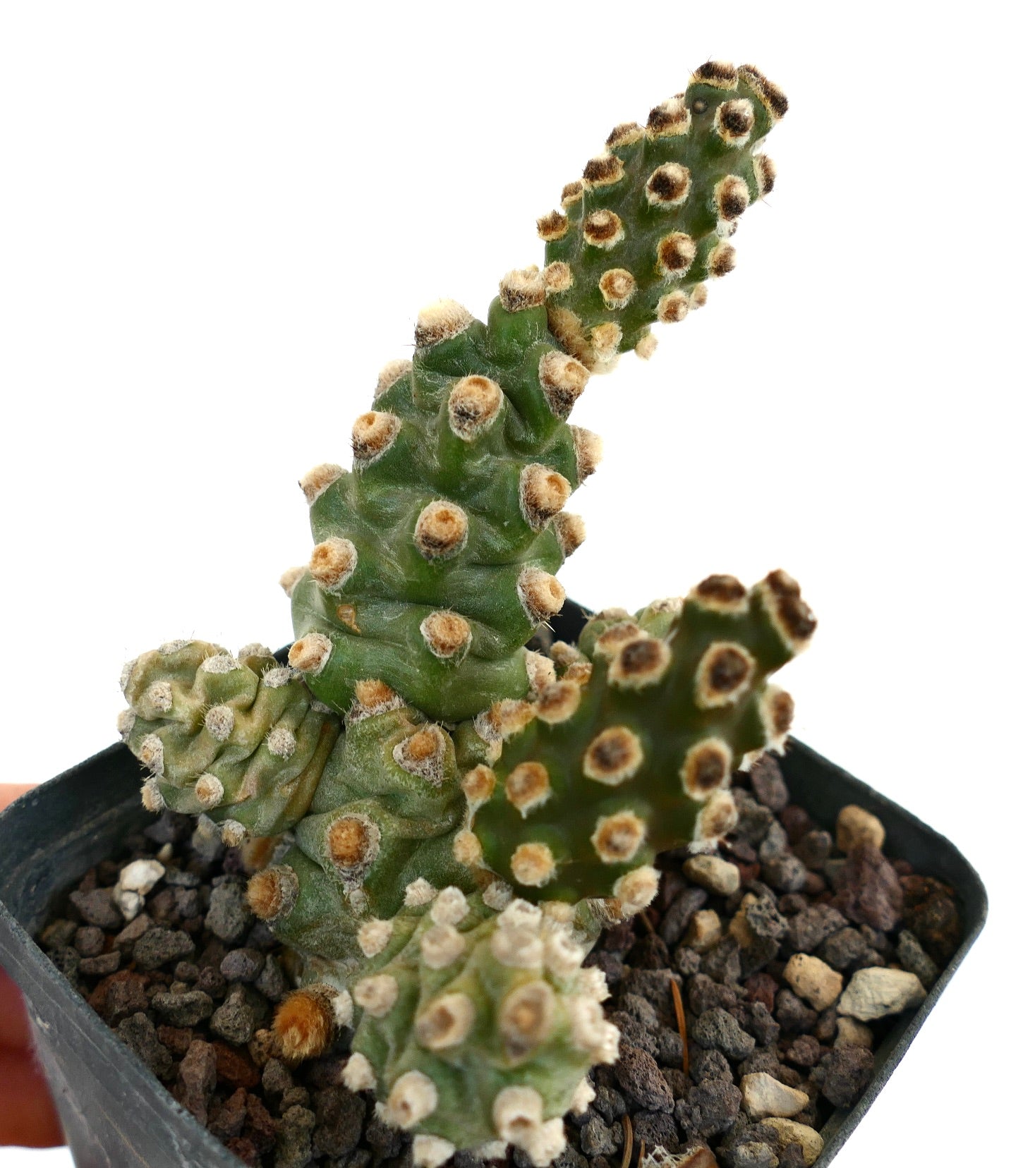 Tephrocactus molinensis