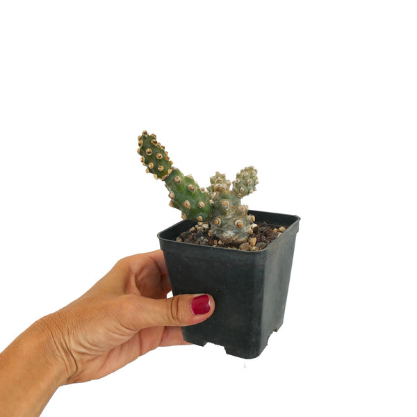 テフロカクタス　モリネンシス Tephrocactus molinensis Tephrocactusmolinensis5_4b38c1