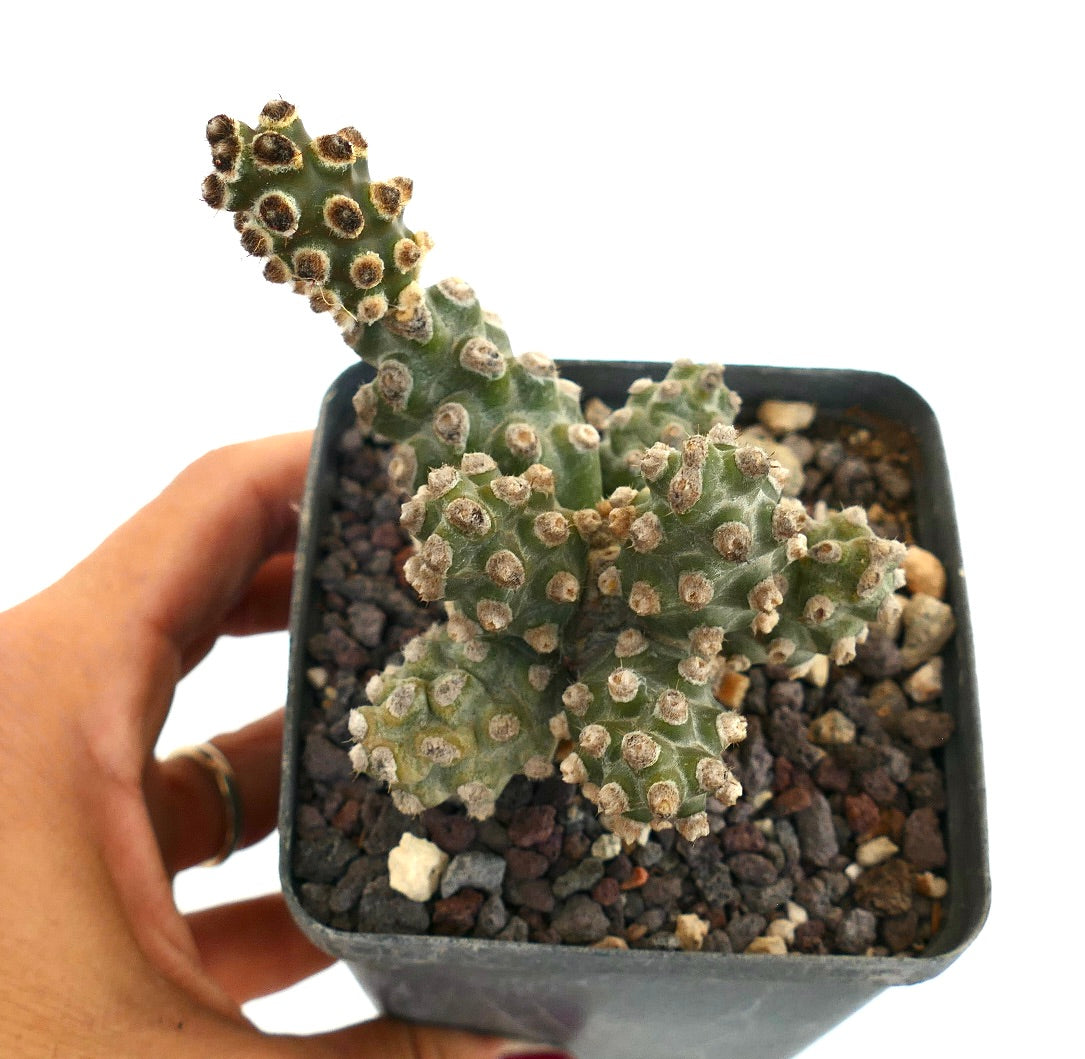 Tephrocactus molinensis