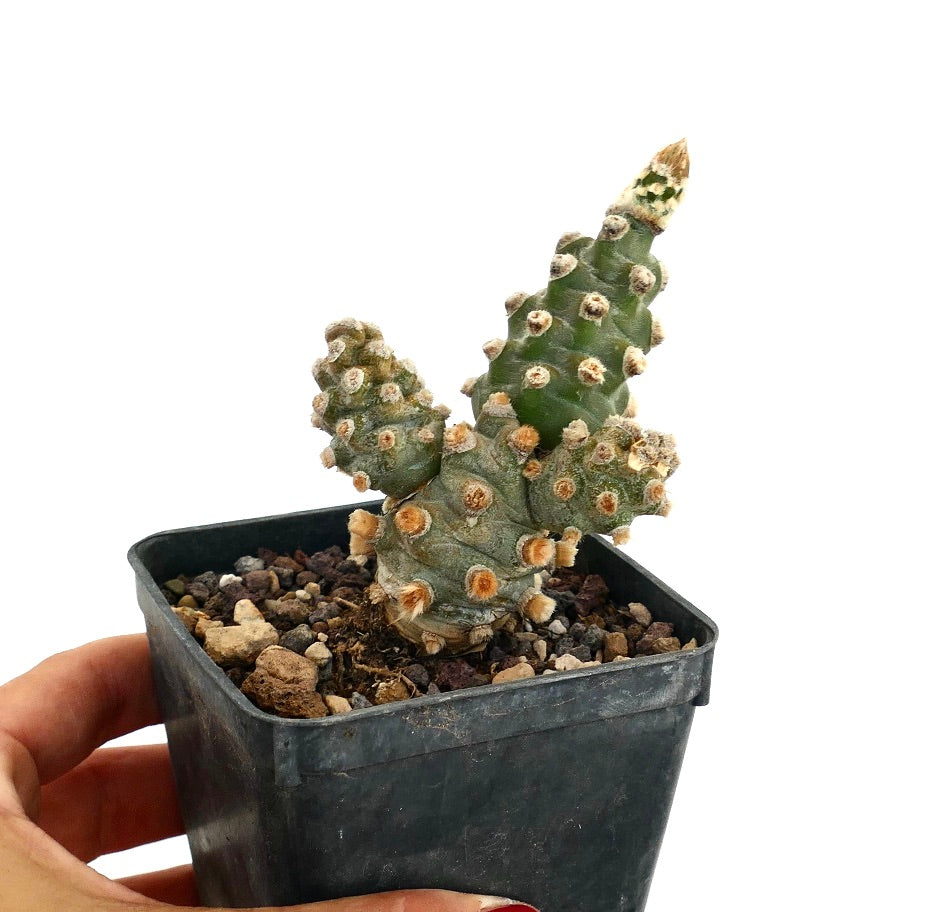 Tephrocactus molinensis