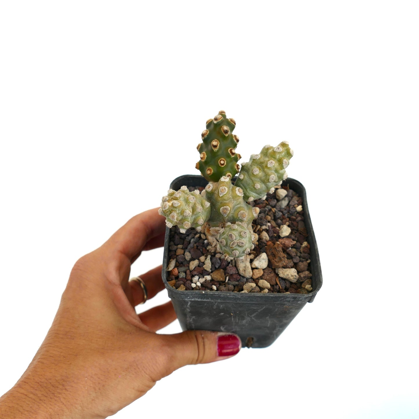 Tephrocactus molinensis